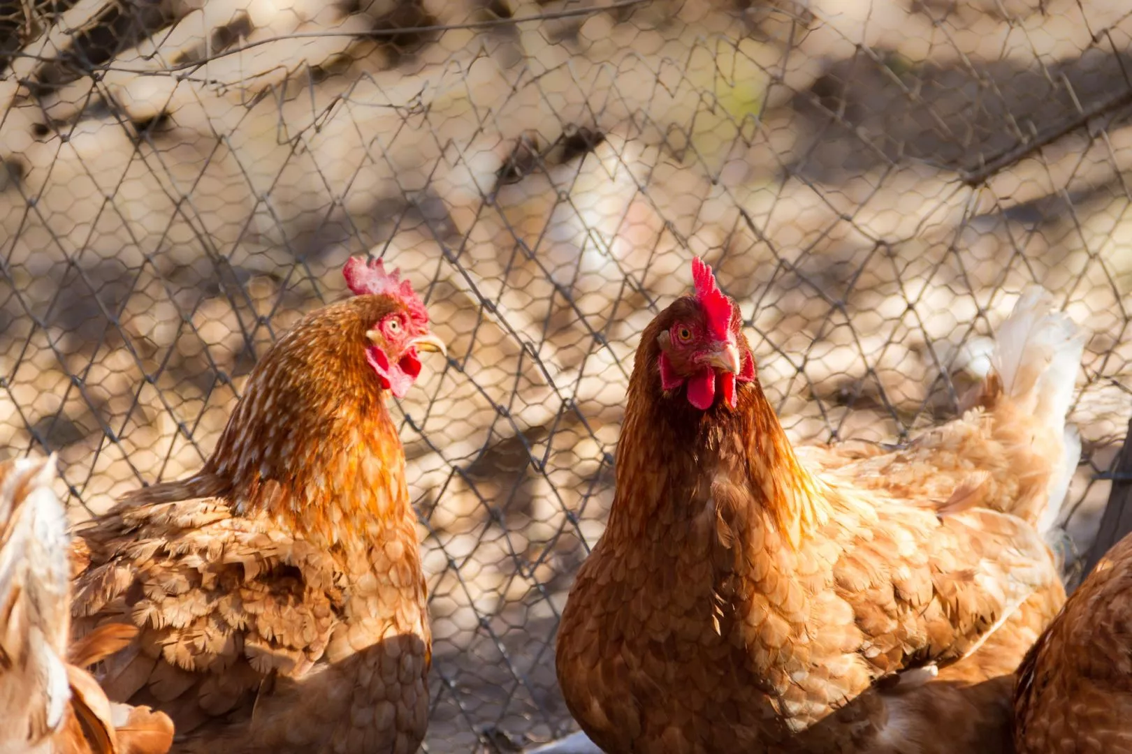 Chicken Run - The Top Ways To Use Wood Chips