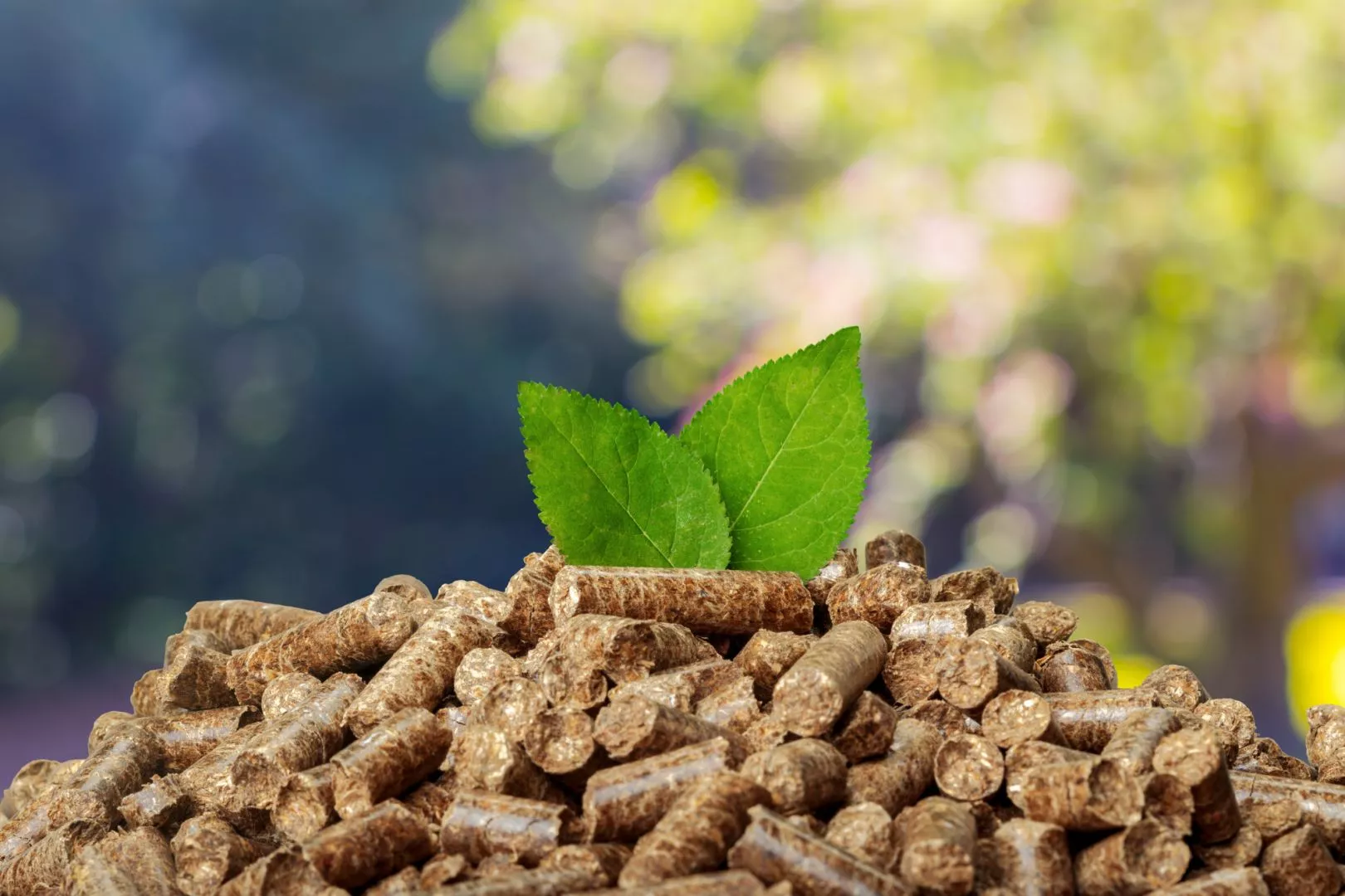 Are Biomass Boilers Worth It? Renewable Energy Source